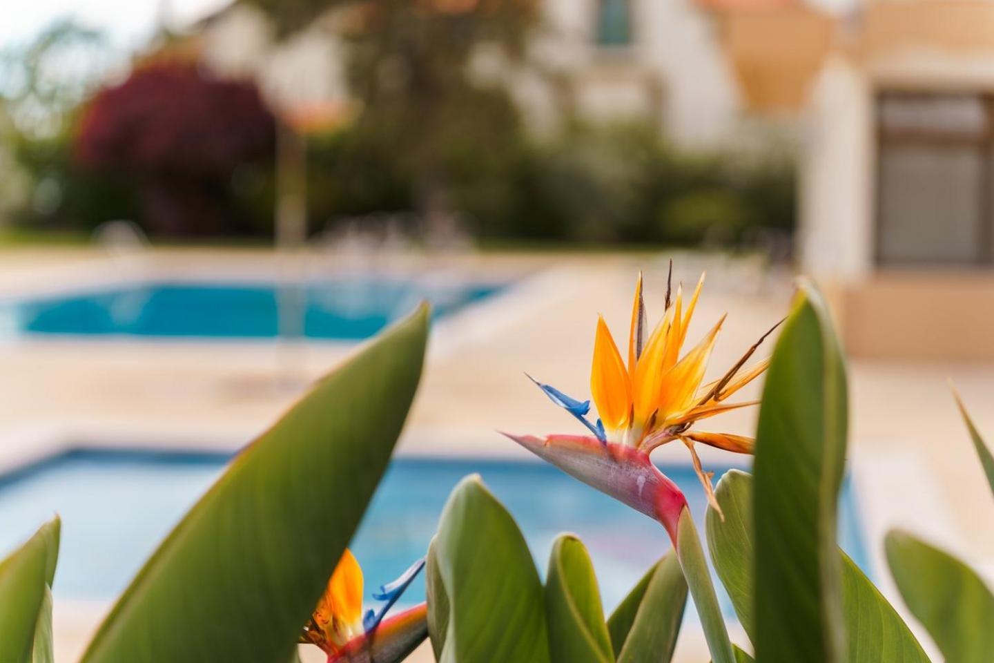 Sunny Getaway In Funchal Appartement Buitenkant foto